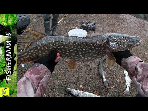 Видео: Рыбалка на щуку осенью. Ловим на Днестровских каналах. Маяки.