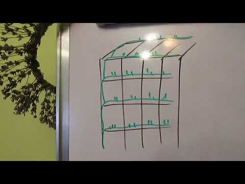 Видео: Актинидия на арке.  Формировка и обрезка Актинидии.