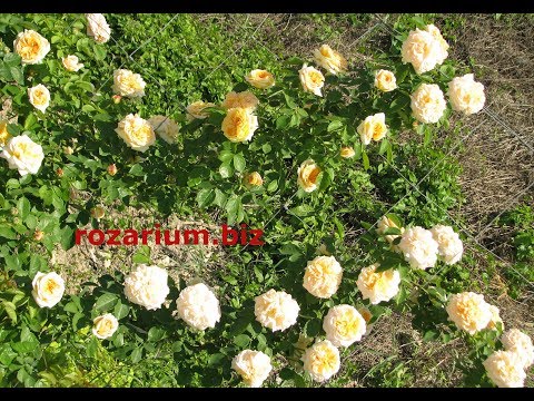 Видео: Обрезаем розу Алхимист, обрезка роз однократно цветущих, питомник роз Полины Козловой rozarium.biz