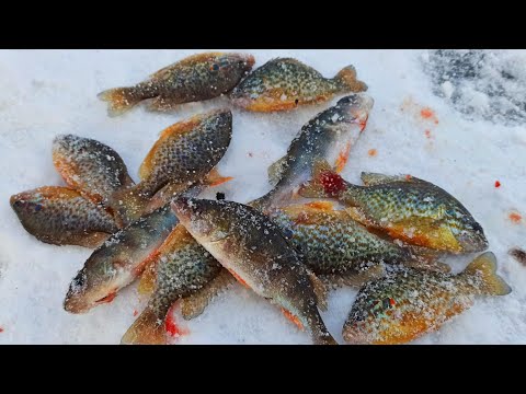 Видео: ЗИМНЯЯ РЫБАЛКА..СИНЕЖАБЕРНЫЙ СОЛНЕЧНИК,ОКУНЬ//WINTER DELIGHT.