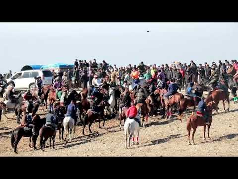 Видео: Улоки Теракли 16.11.2024 Полная версия Бузкаши