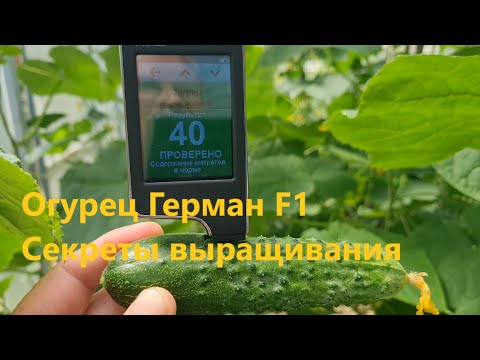 Видео: Огурец Герман F1. Секреты выращивания.