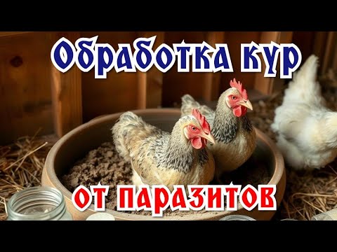 Видео: Натуральная обработка кур от паразитов: мой опыт без химии