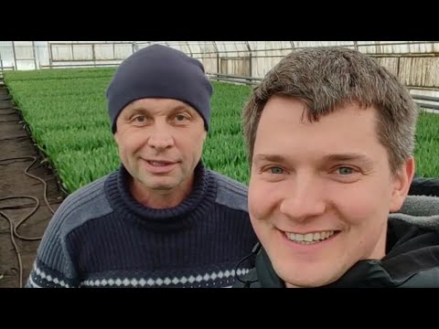 Видео: Выгонка и выращивание 20млн🌷тюльпанов  Strong gold за 25 лет