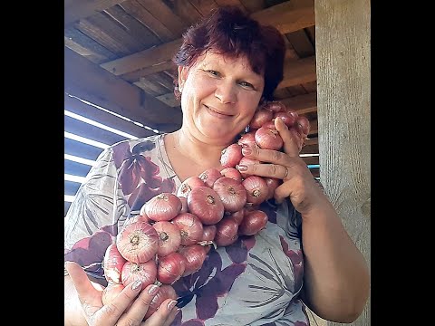 Видео: Плетенье  семейного лука в косу🧅🧅🧅