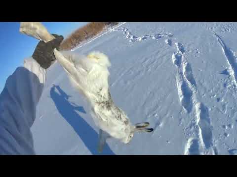 Видео: Охота на зайца 2022. Как Мишаня деревенских зайцев крошил.