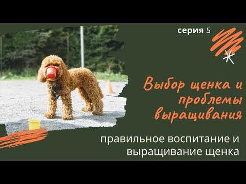 Видео: Выбор щенка и проблемы выращивания. Серия 5