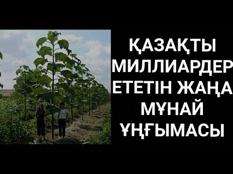 Видео: ДИЗЕЛЬ ӨНДІРУГЕ БОЛАТЫН ПАВЛОВНИЯ ДЕГЕН ҚАНДАЙ АҒАШ? 1 ЖЫЛДА 5-6 МЕТРГЕ ӨСЕТІН АҒАШТЫ БІЛЕСІЗ БЕ?