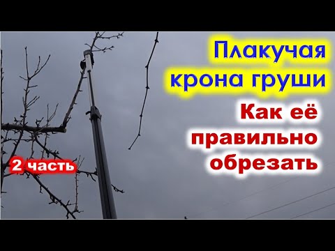 Видео: Как ОБРЕЗАТЬ ГРУШУ с ПЛАКУЧЕЙ КРОНОЙ. Продолжение 2 часть.