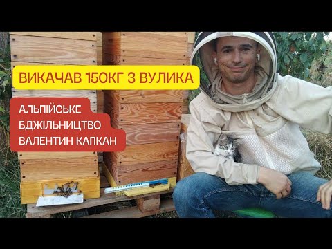 Видео: Викачав 150кг з Альпійського вулика! Бджільництво в альпійських вуликах! Інклюзивне бджільництво!