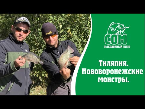 Видео: Тиляпия. Нововоронежские монстры.