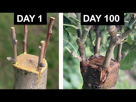 Видео: Прививка плодовых деревьев | Шаг за шагом + результат за 100 дней