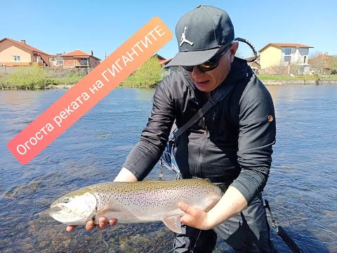 Видео: Митични пъстърви на река Огоста - на какво удари този трофей???