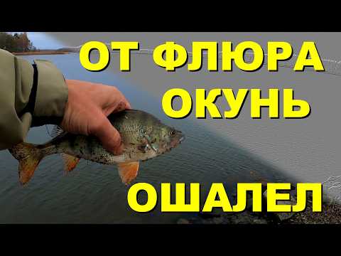 Видео: Флюрокарбоновый поводок работает. Точка THE BEST. Рыбалка на окуня осенью.