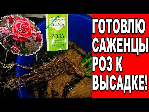 Видео: КАК ПОДГОТОВИТЬ РОЗУ ИЗ КОРОБКИ ДЛЯ ПОСАДКИ В ОТКРЫТЫЙ ГРУНТ?