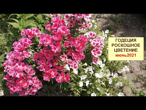 Видео: Годеция. ч.14 Роскошное цветение в открытом грунте. 25 июня 2021 года.