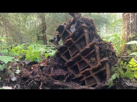 Видео: Выезд на один день . Снял  фотоловушку, выгул старого металлоискателя tx 960 . #копметалла  
