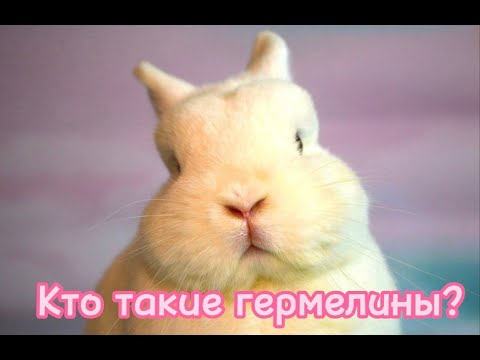 Видео: САМАЯ МИЛАЯ ПОРОДА КРОЛИКОВ!