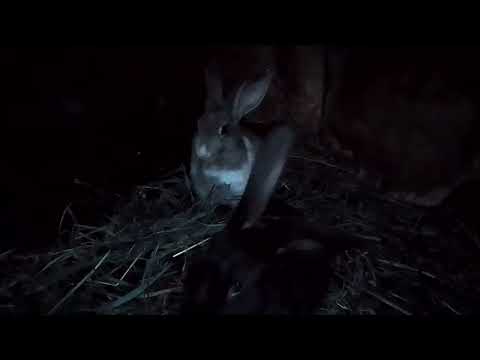 Видео: Обзор моих Кроликов и Крольчат🐇🐇🐇 Канал для Кролиководов