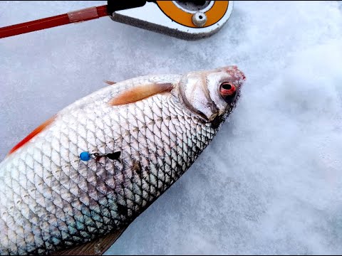 Видео: Безмотылка пол часа 🐟🐠🦈🐡