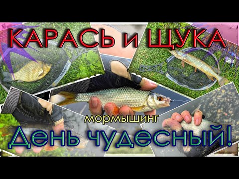 Видео: Карась и щука; День чудесный! Мормышинг. Gammarus (0.1 - 0.6 г)