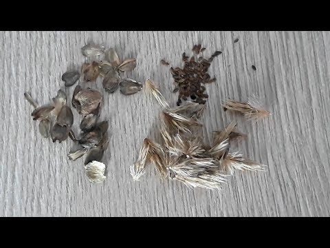 Видео: Медоносы сажать или нет  Мои медоносы Фацелия, Мордновник шароголовый и Сильфия пронзенолистная