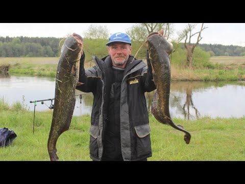 Видео: Ловля сома на новом месте. Мой монтаж. Рыбалка в Беларуси.