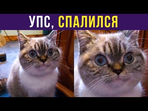Видео: Приколы с котами. УПС, СПАЛИЛСЯ | Мемозг #219