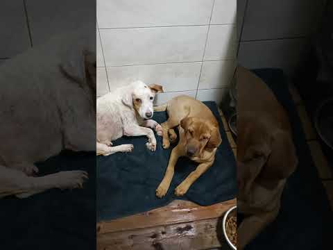 Видео: Тбилиси 🇬🇪 Сакартвело 💌 Грузия Приют Тамаза Элизбарашвили 🐕💌🍀🙏
