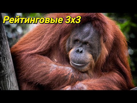 Видео: Выпрашиваю защиту и чешу спинку. Аллоды Онлайн 3х3 с голосом