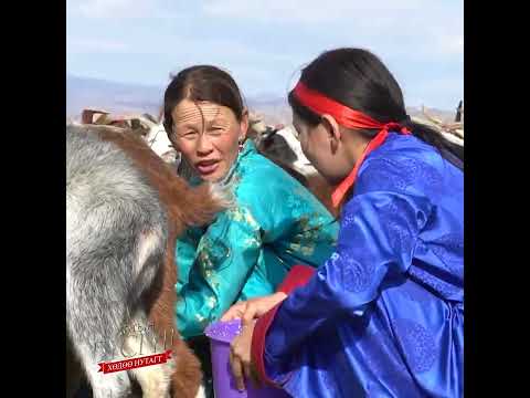 Видео: 🐐Ямаа саах ажлын хажуугаар ямаагаа уралдуулж хөгжилдөөд амжлаа шүү...