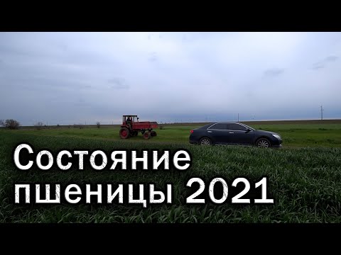 Видео: Сработал ли VULKAN ( КАС под корень)? Состояние пшеницы и ячменя.