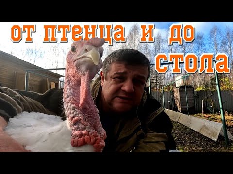 Видео: Разведение индюков на _ _ _ _ _ _ _ _  кормах! Индюки от А до Я!