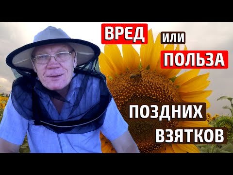 Видео: Поздний взяток Вред и польза