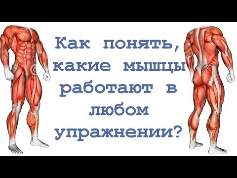 Видео: Как понять, какие мышцы работают в любом упражнении?