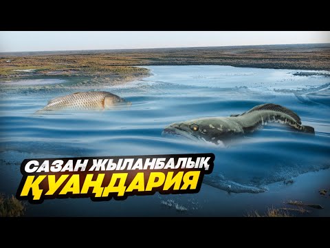 Видео: КӨМЕКБАЕВ АУЫЛЫ, Қуандария. БЕШБАРМАҚ.  САЗАН, ЖЫЛАНБАЛЫҚ (2-ші бөлім)