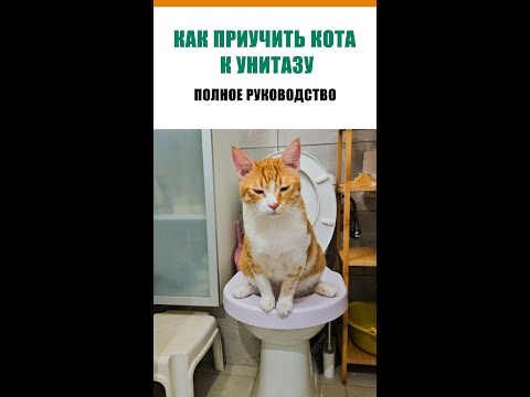 Видео: Как приучить кота к унитазу. Полное руководство