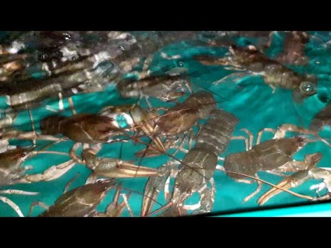 Видео: ПЕРЕДЕРЖКА и содержание РЕЧНОГО РАКА в Домашних УСЛОВИЯХ.