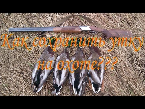 Видео: Как сохранить утку на охоте в  теплую погоду.