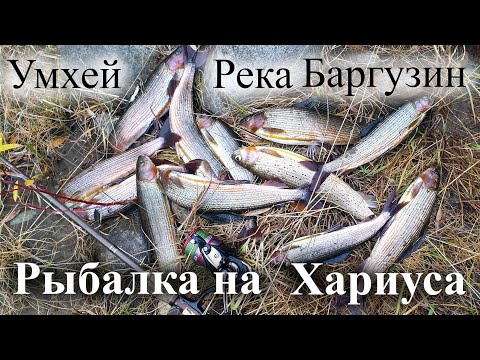 Видео: Баргузинская долина. Рыбалка на реке Баргузин, курорте Умхей. 2021-10-01
