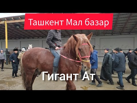 Видео: Ташкент Мал базар, Плотина мол бозор, Узбекистан бағалары.