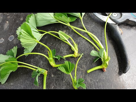 Видео: Воздушка самых популярных сортов клубники.