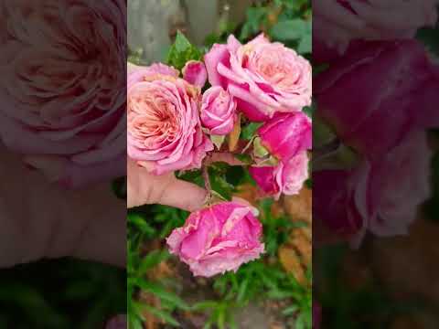 Видео: 10 ноября 2025 г.