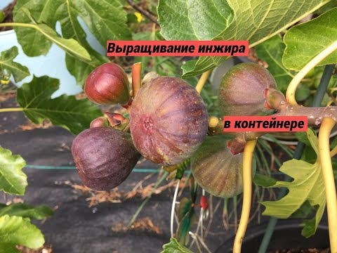 Видео: Figs . Инжир. Секрет урожайности? Выращивание инжира в контейнере, полив, подкормка. Сорта инжира.