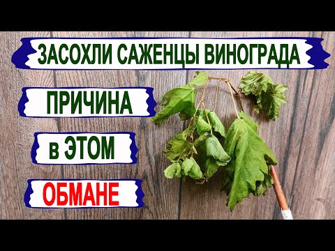 Видео: 🍇 Засохли САЖЕНЦЫ ВИНОГРАДА после пересадки? А дело в ЭТОМ ОБМАНЕ, а совсем не в ПЕРЕЛИВЕ ВОДОЙ.