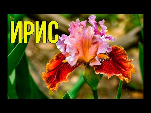 Видео: Ирисы: Виды, уход и секреты выращивания для вашего сада