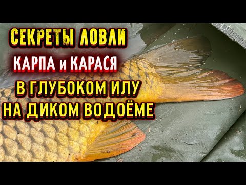 Видео: Как поймать КАРПА на диком водоёме в илу на ФЛЭТ ФИДЕР