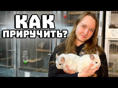 Видео: КАК Приручить шиншиллу к рукам?