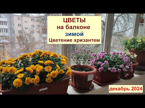 Видео: Цветы на балконе зимой. Праздник хризантем. Декабрь 2024