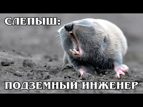 Видео: ГИГАНТСКИЙ СЛЕПЫШ: Подземный "инженер" | Интересные факты про животных